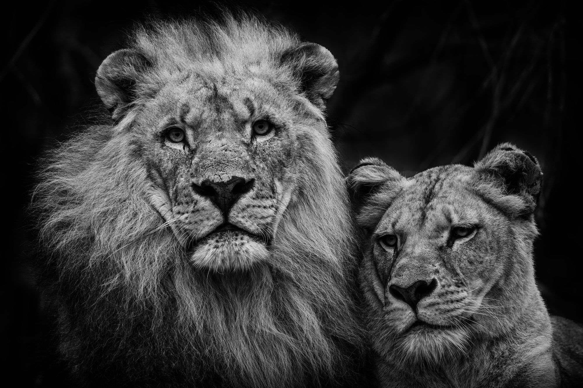 Fotobehang Leeuwenpaar Zwart-Wit - Afbeelding 2