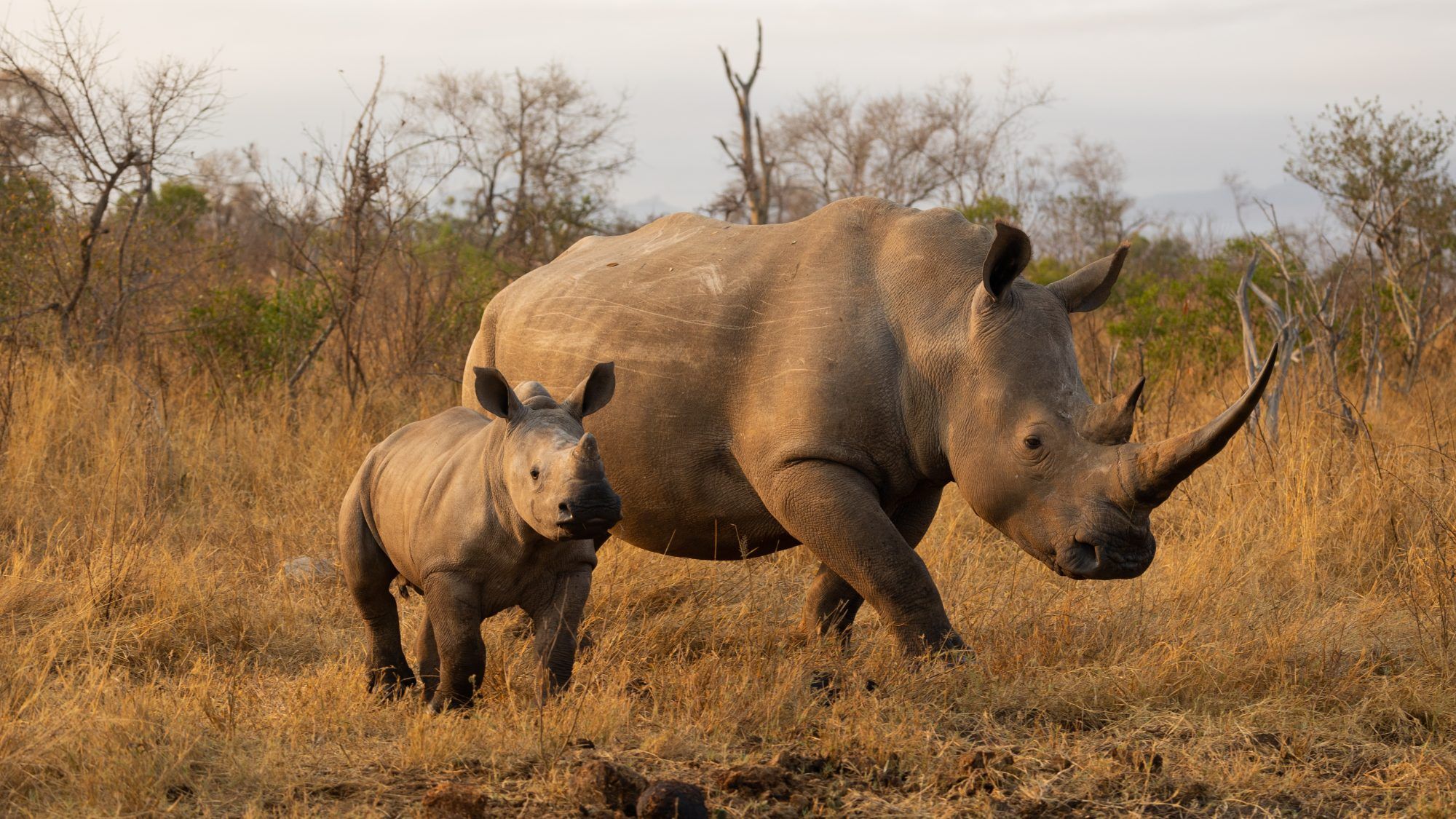Fotobehang Neushoorn met Jong op de Savanne - Afbeelding 2
