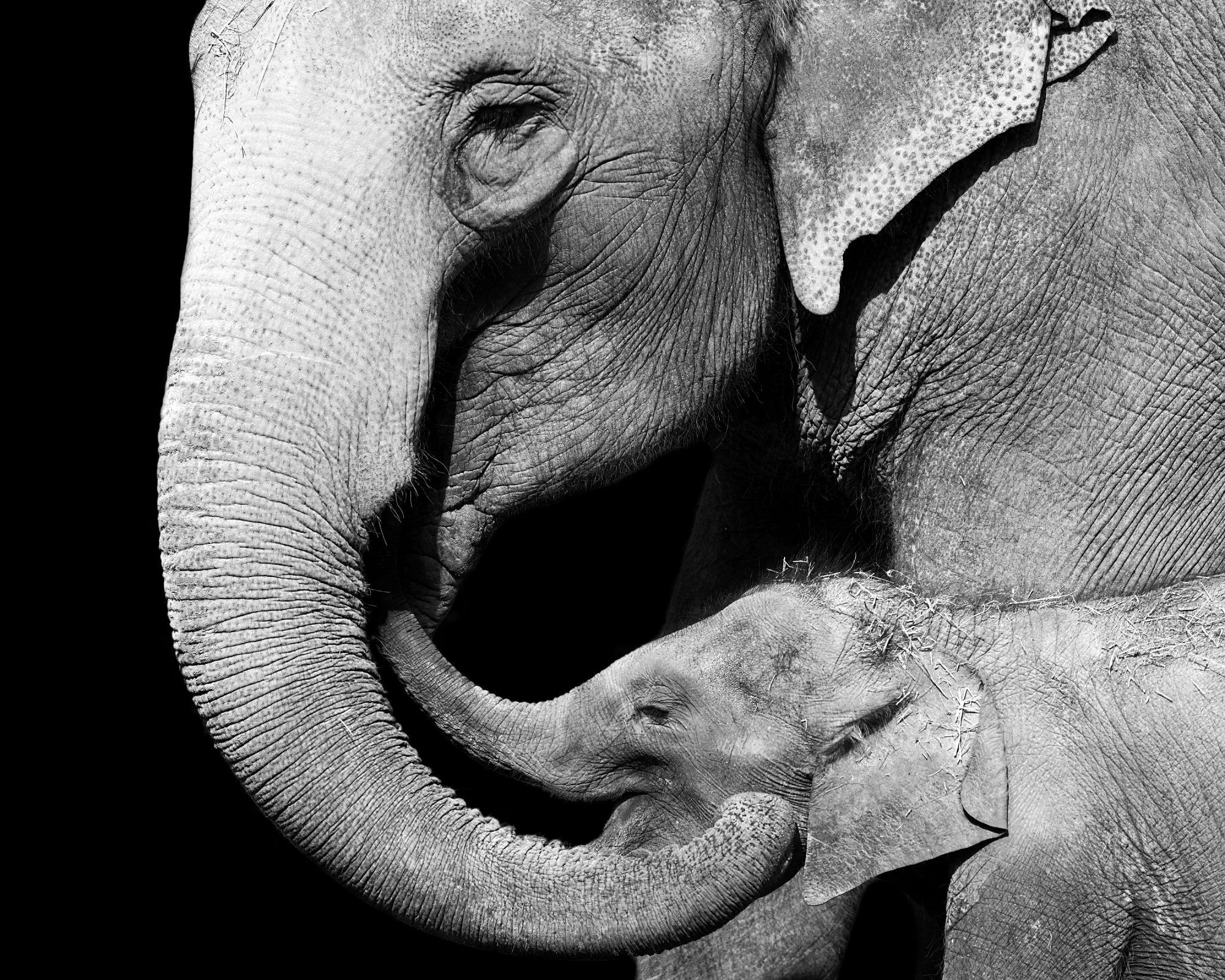 Fotobehang Olifant met Kalf Zwart-Wit - Afbeelding 2