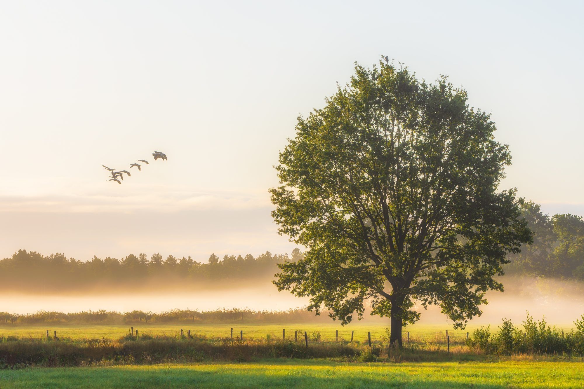 Fotobehang Solitaire Boom in Ochtendmist - Afbeelding 2
