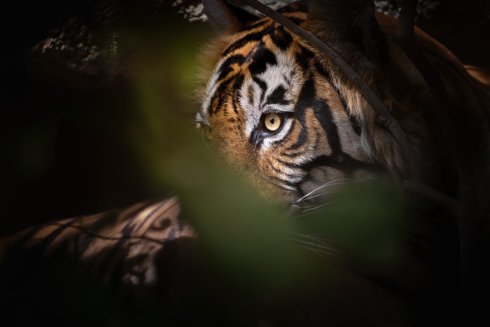 Fotobehang Tijger Verscholen in de Jungle - Afbeelding 2