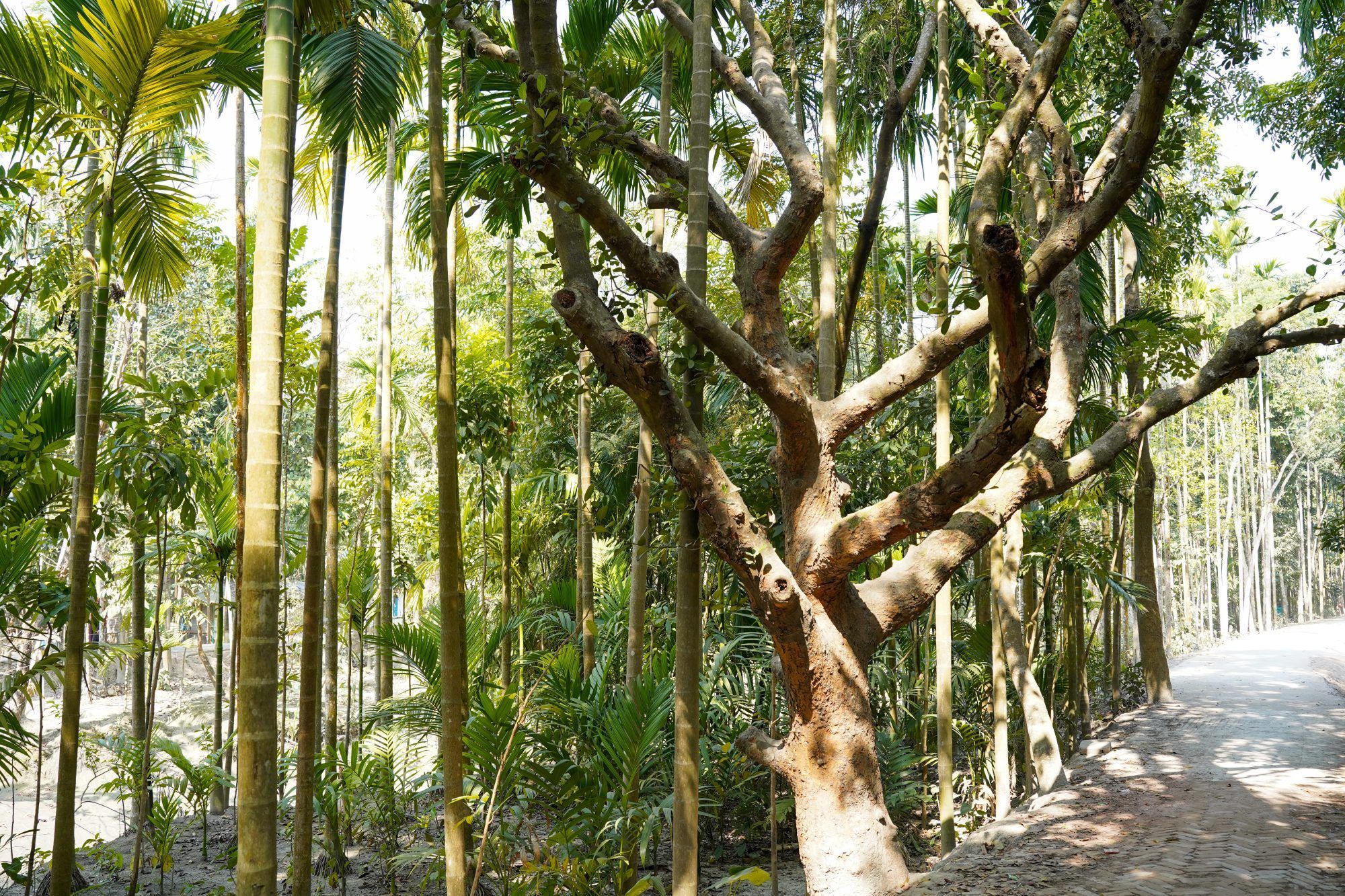 Fotobehang Tropisch Bamboebos met Natuurpad - Afbeelding 2