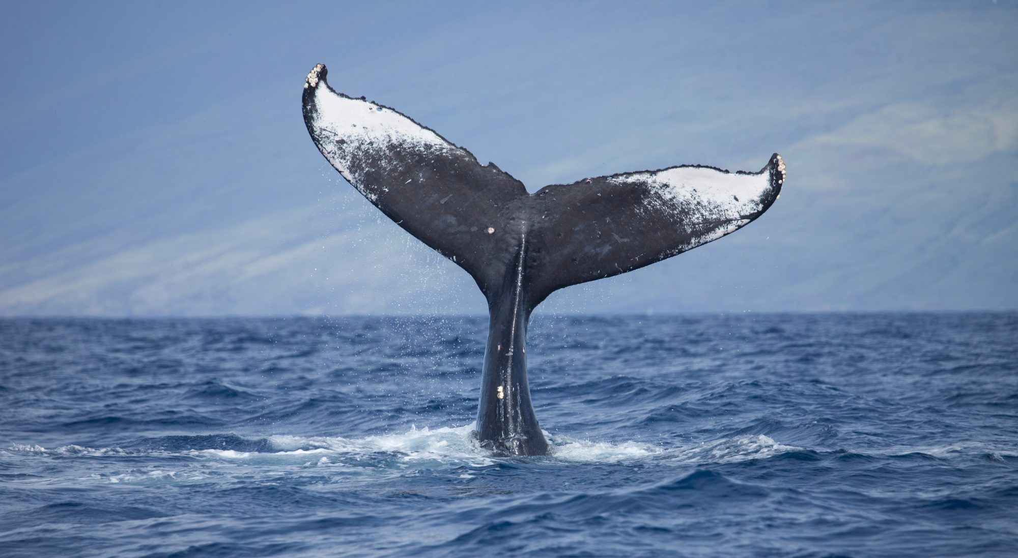 Fotobehang Walvisstaart Boven de Oceaan - Afbeelding 2