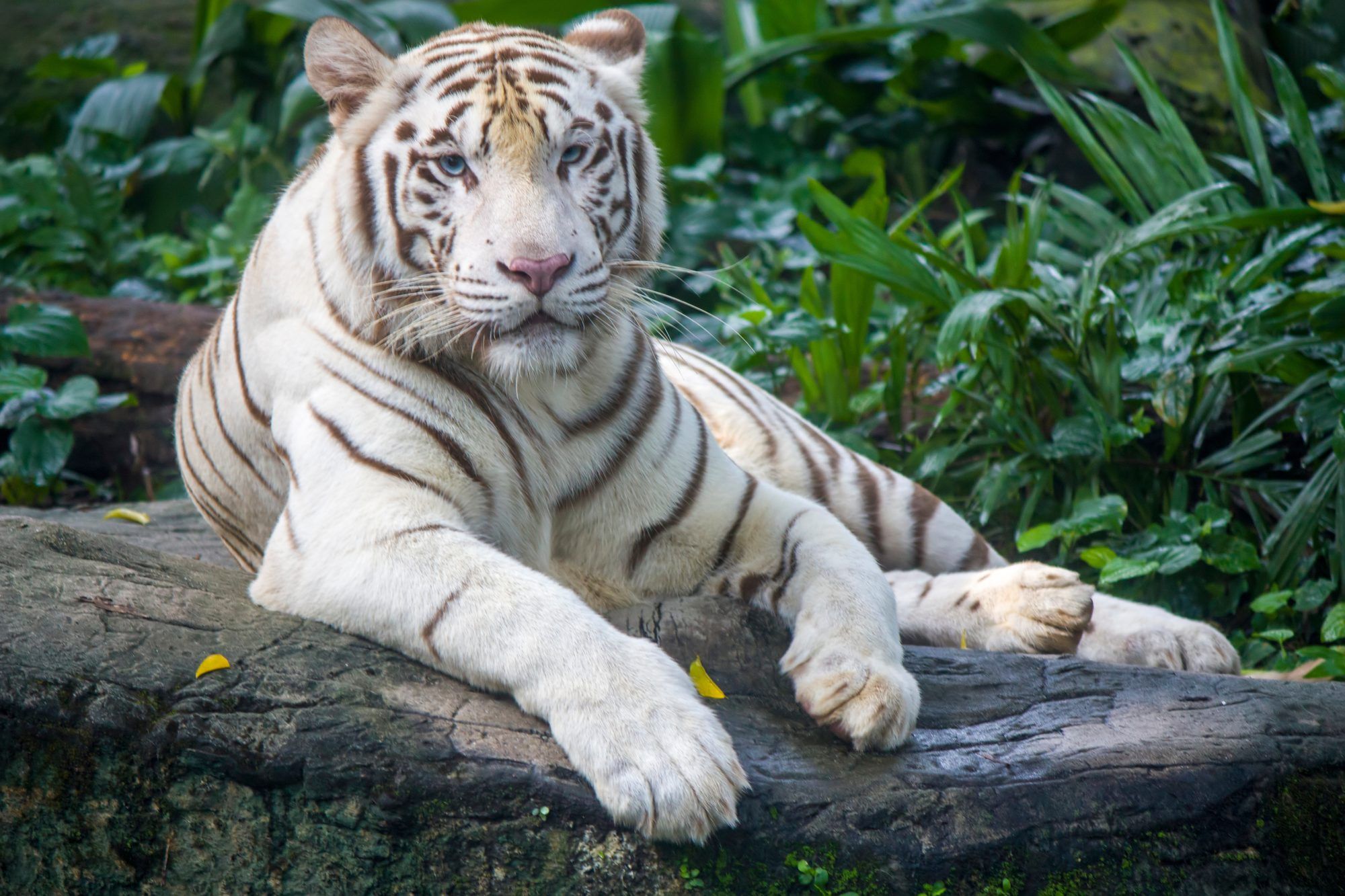 Fotobehang Witte Tijger in de Jungle - Afbeelding 2