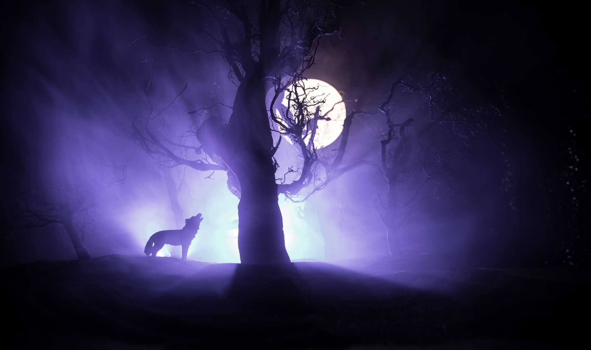 Fotobehang Wolf in Mysterieus Maanlicht - Afbeelding 2