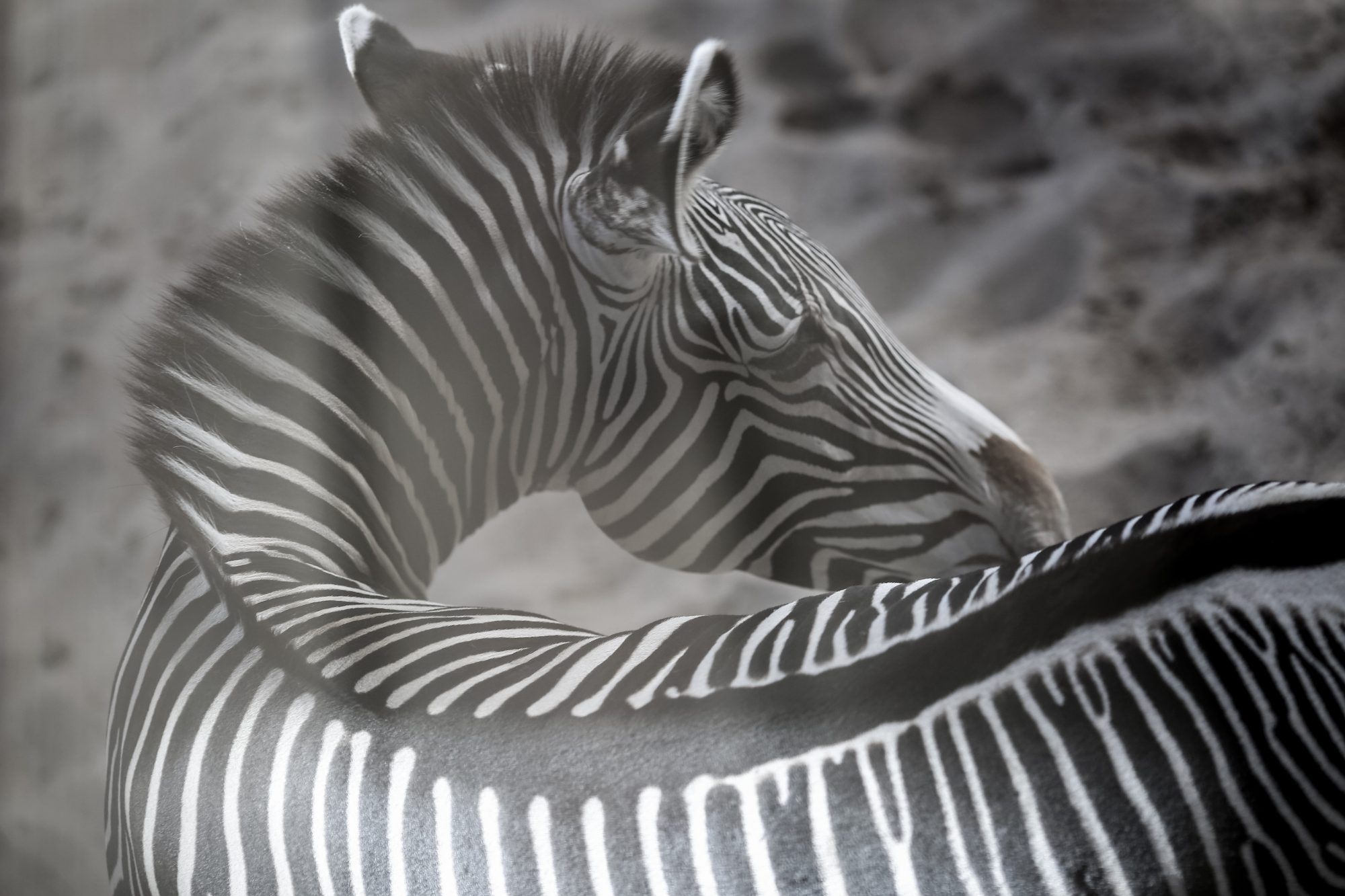 Fotobehang Zebra’s Zwart-Wit Close-up - Afbeelding 2